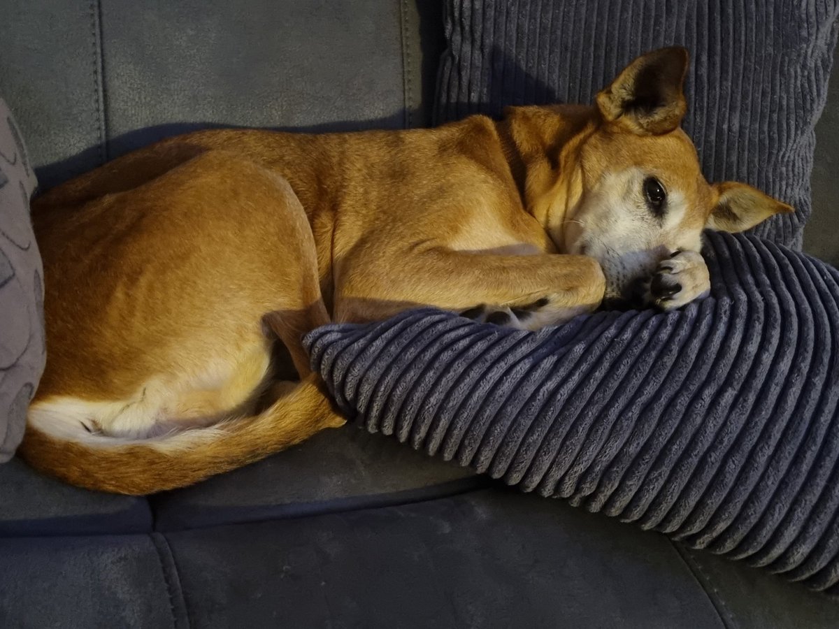 💜🐕 the most perfect little old lady