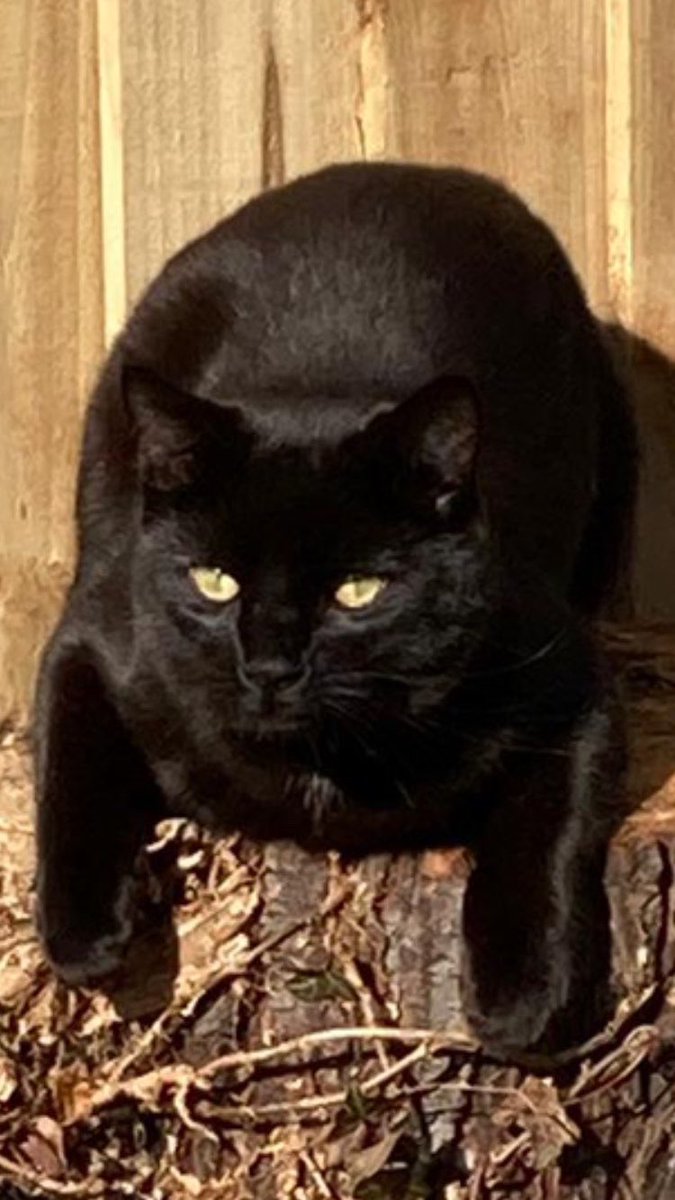 This is the cat who visits our garden, looking as if he doesn’t know what shape a cat is. LOOK AT HIM