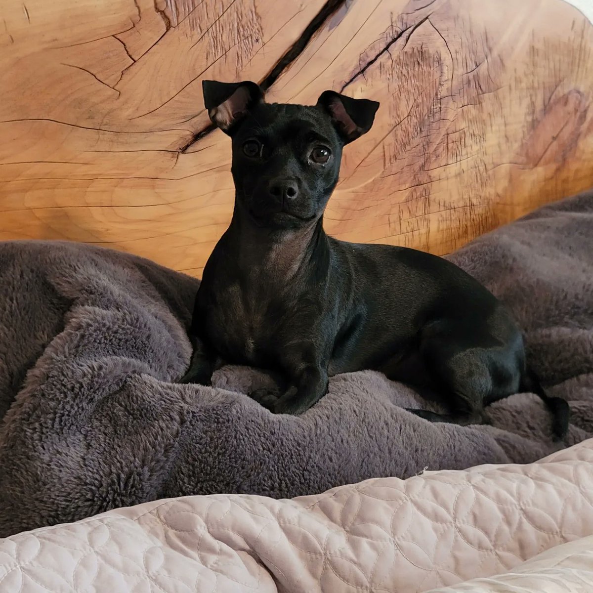 MonMcP65's tweet photo. Happy National Love Your Pet Day! Ember Lola #mygirl #myrideordie #embies @PHXRisingFC https://t.co/BVZSBHPtAj