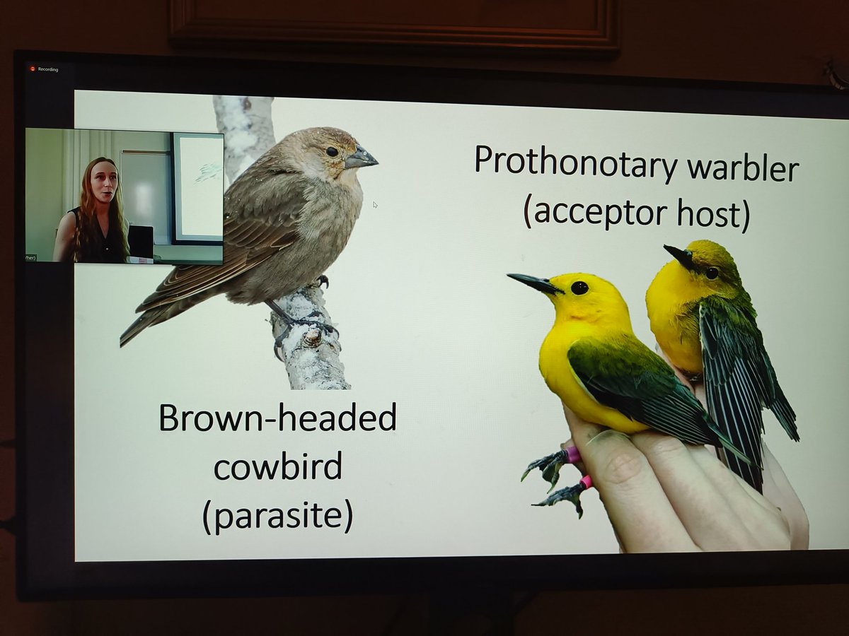 Deryk Tolman tweet media