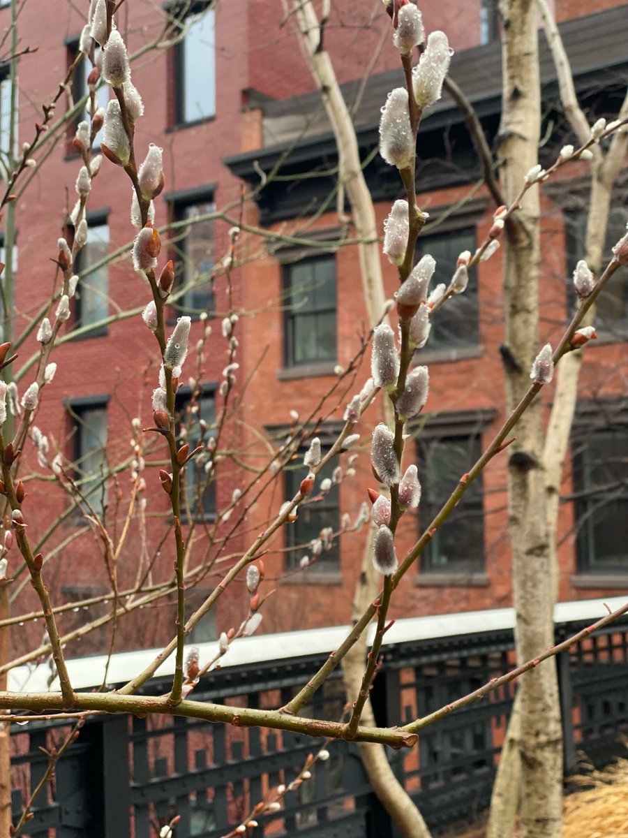 highlinenyc's tweet image. Pussy willows on the High Line at 22nd Street #signsofspringnyc
