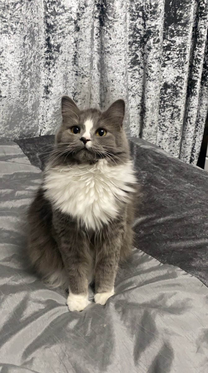ameliaeliX's tweet photo. MEET NAHLA 💗  #PLTpetday https://t.co/k1mA2Tq35x