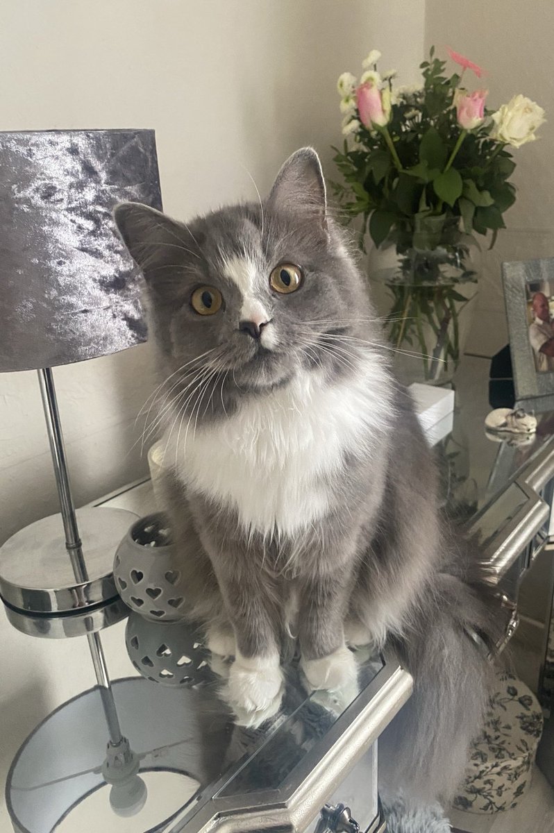 ameliaeliX's tweet photo. MEET NAHLA 💗  #PLTpetday https://t.co/k1mA2Tq35x