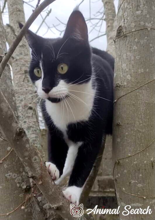 #MISSING: Extremely handsome and inquisitive tuxie (18mths old) PHOENIX, who recently lost his sisfur (RTA victim💔) and sadly might be trying to find her😿 in Izane Road, Bexleyheath, Kent DA6 8N‼️
DETAILS &gt; animalsearchuk.co.uk/ALP300728
#cats #LOST #FindPhoenix
PLEASE SHARE/RT✔️