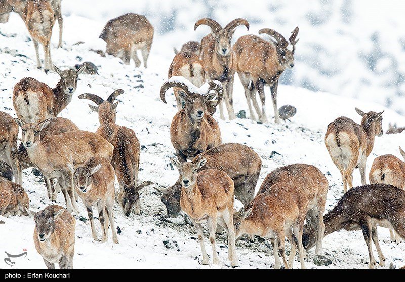 IranInDRCongo's tweet photo. Pendant des années, en hiver, les volontaires iraniens achètent et distribuent du fourrage dans la zone protégée de #Varjin pour les béliers et les brebis de la région afin d'empêcher leur migration et de les protéger d'être tués dans des accidents routiers ou d'être chassés. https://t.co/InldoKNu4U
