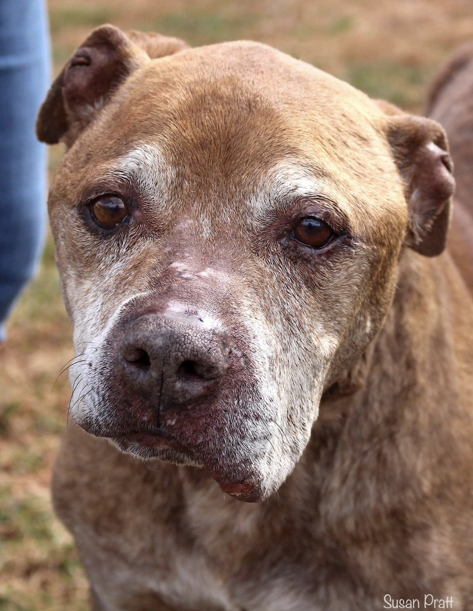 LolaPatolla's tweet photo. Pals!!!
I know it’s a long shot but anyone looking to foster a senior boy? 
We’d really love to help Jacob. 
Shelter said his “owner” literally brought him in on a chain on his way to the dump w/his garbage. Pls read his story.
NC, SC, GA, VA or WI frens…have room for Jacob?💔 https://t.co/RpGHgAmoAy