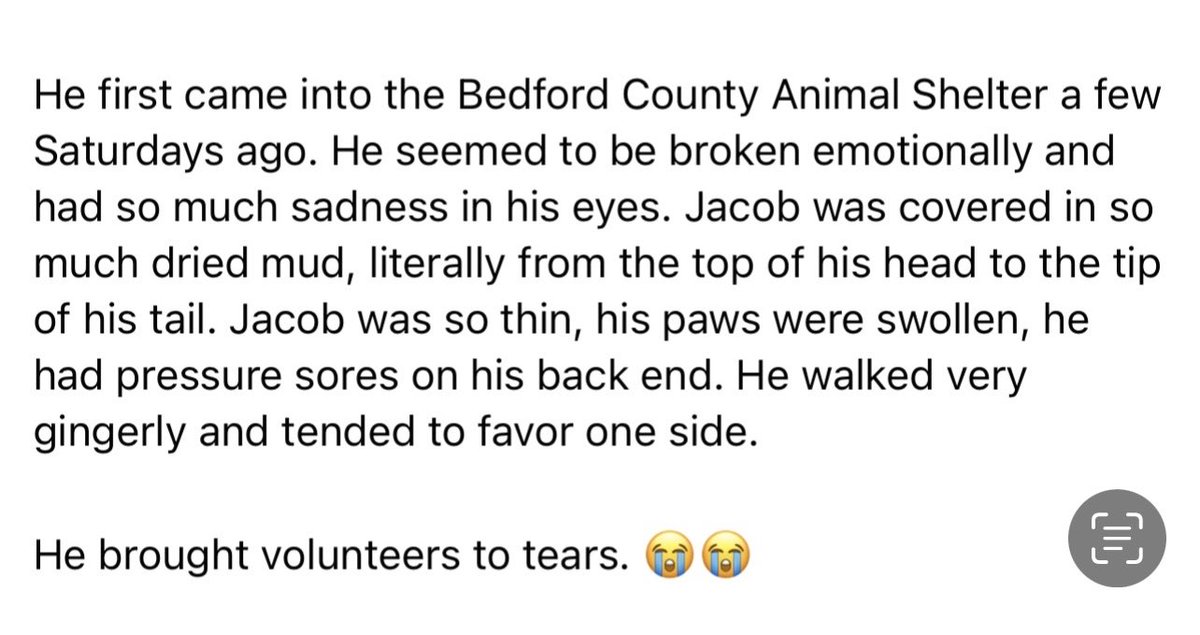 LolaPatolla's tweet photo. Pals!!!
I know it’s a long shot but anyone looking to foster a senior boy? 
We’d really love to help Jacob. 
Shelter said his “owner” literally brought him in on a chain on his way to the dump w/his garbage. Pls read his story.
NC, SC, GA, VA or WI frens…have room for Jacob?💔 https://t.co/RpGHgAmoAy