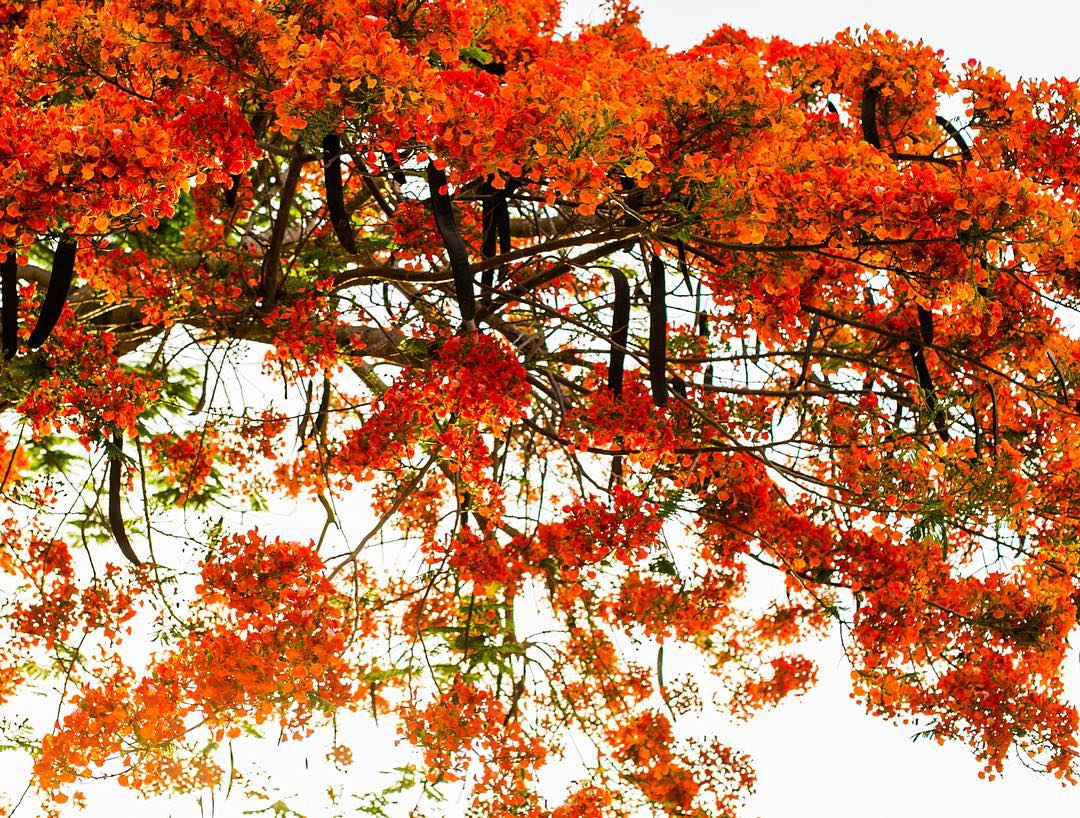 YucatanToday's tweet photo. ✨ ¡La vida no es blanco y negro! Y mucho menos en Yucatán, donde sus rincones y colores te iluminarán como un lindo flamboyán✨

📸@FernandaLinage https://t.co/jW1q3jLxDN
