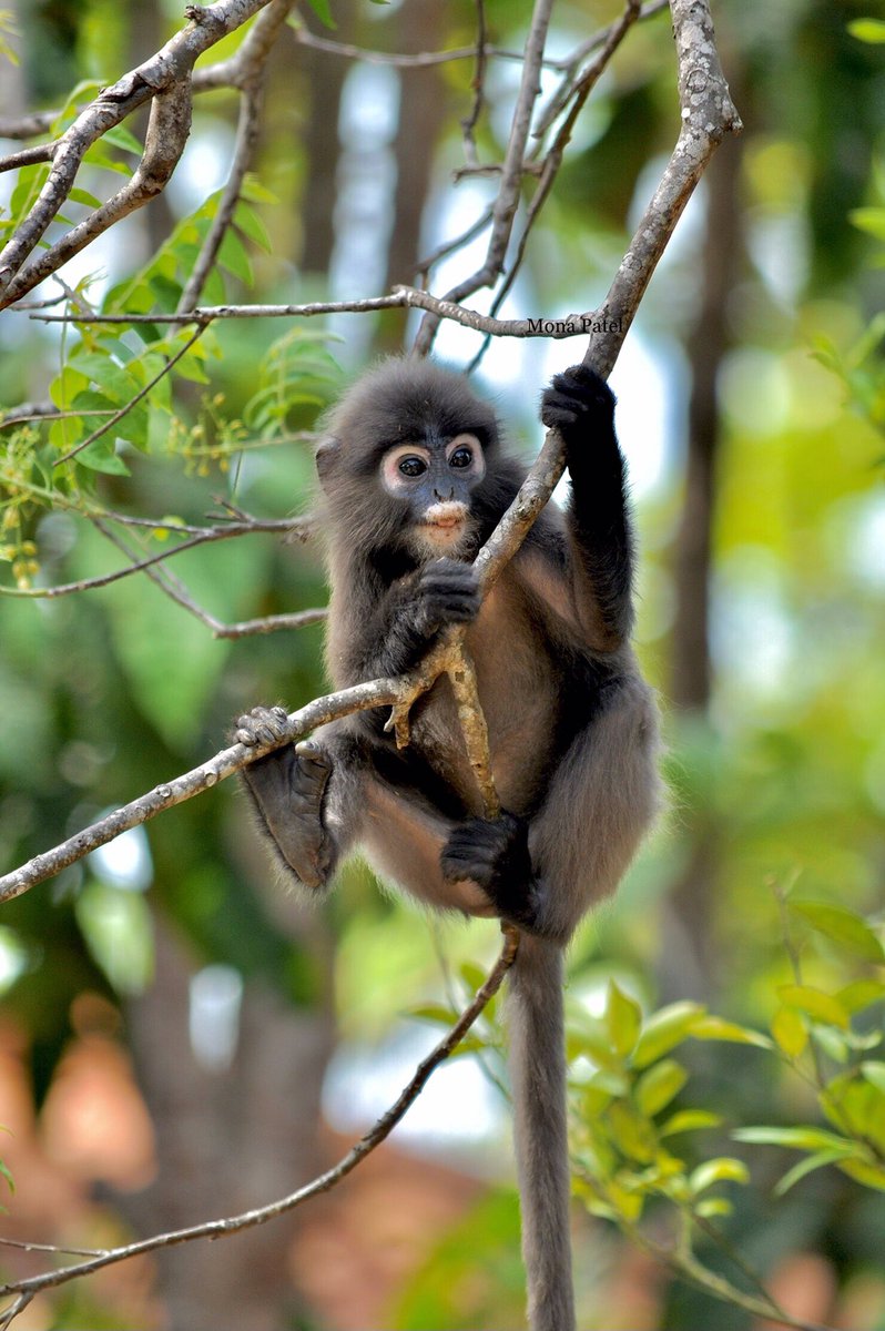 MonaPatelT's tweet photo. If you feel you are at the end of your rope ๐ฌ tie a knot and hang on! ๐
- Dusky leaf Monkey ๐โค๏ธ๐ณ
#ThePhotoHour #BBCWildlifePOTD #natgeoindia #LessonfromMonkey https://t.co/XYBBhIUVNL