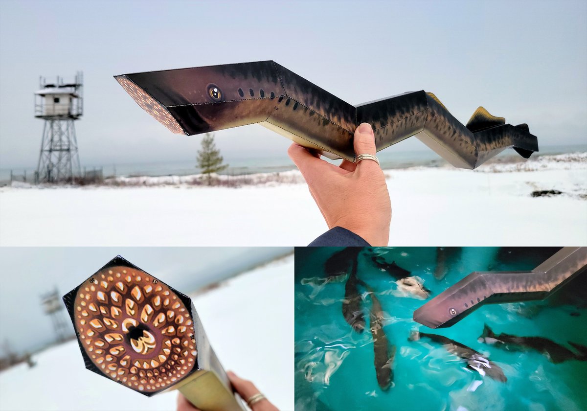 Today we are highlighting a #sealamprey papercraft by the talented Taaja Tucker (taajatucker.com)! Grab your scissors &amp; glue, then download the life-size template at the link below.

taajatucker.com/ColoringSheets…

#GreatLakes #invasivespecies #scicomm