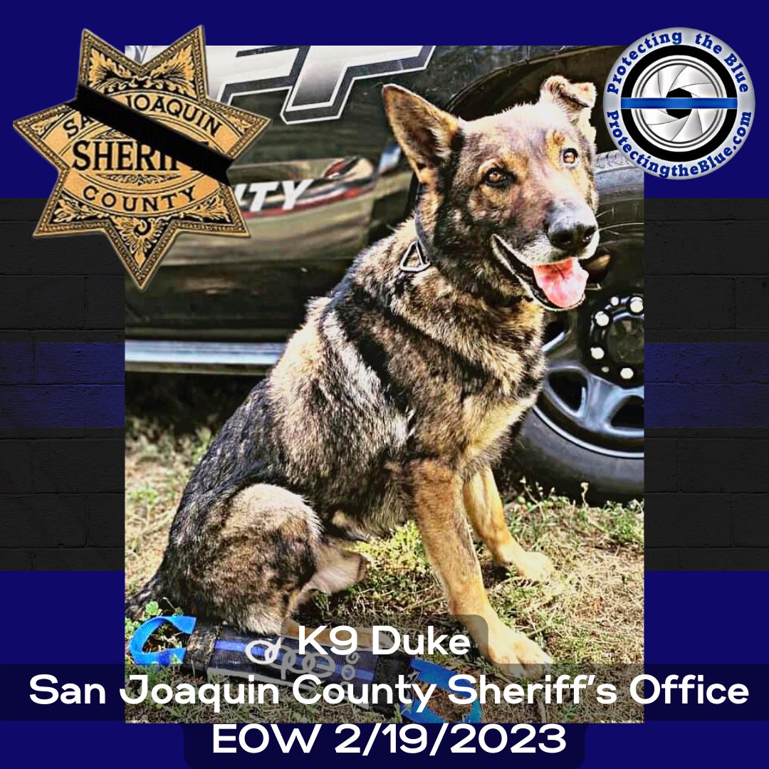 protectingblue's tweet photo. RIP. California K9 Duke was murdered when he was stabbed to death while apprehending a burglary suspect. #rip #hero #murdered #eow #K9Duke #SanJoaquinCountySheriffsOffice #lawenforcement #thinblueline #bluelivesmatter #backtheblue #police #k9 #protectingtheblue #becarefuloutthere https://t.co/Ul5IjNrYR8
