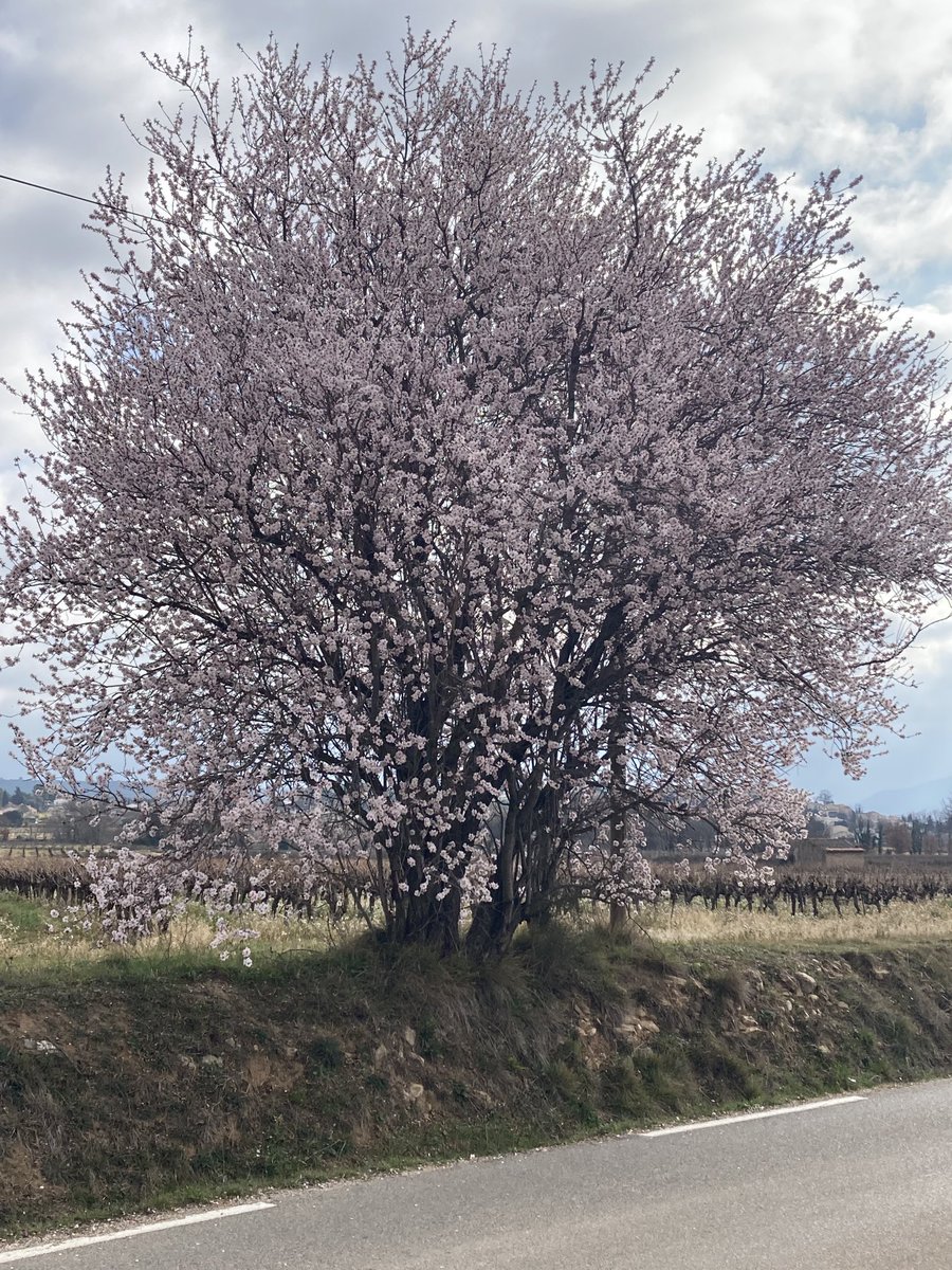 SenPourrieres's tweet photo. Un avant goût de Printemps à Pourrières … https://t.co/fyBwCTijN5