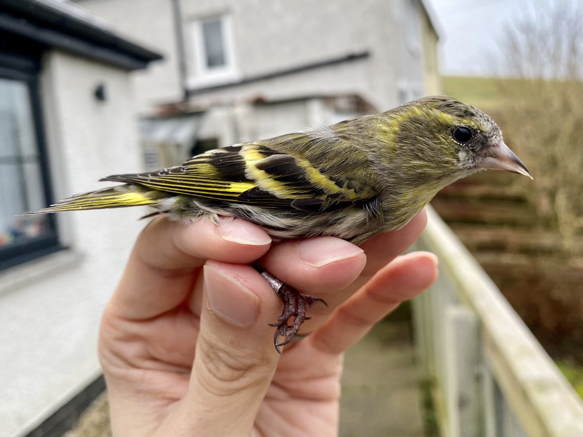 liamreid85's tweet photo. @SorbyBreckRG Hi guys, thanks for posting. Here’s a photo of the bird in question, taken on the 11th of February 2023. Hopefully Julia will enjoy seeing it again! https://t.co/KSOcIFpeF6