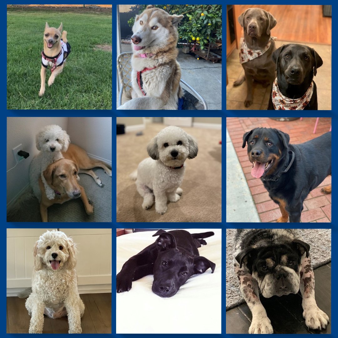 PinnerBuild's tweet photo. It’s “Love Your Pet Day”! To celebrate, the Pinner Construction team is showing off the love we have for our fur babies who make our days so much BRIGHTER. 
What is your pet’s name?! Tell us about your furry friends below! 
#loveyourpetday #pinnerpets #pinnerproud https://t.co/SF9KlhkEIg