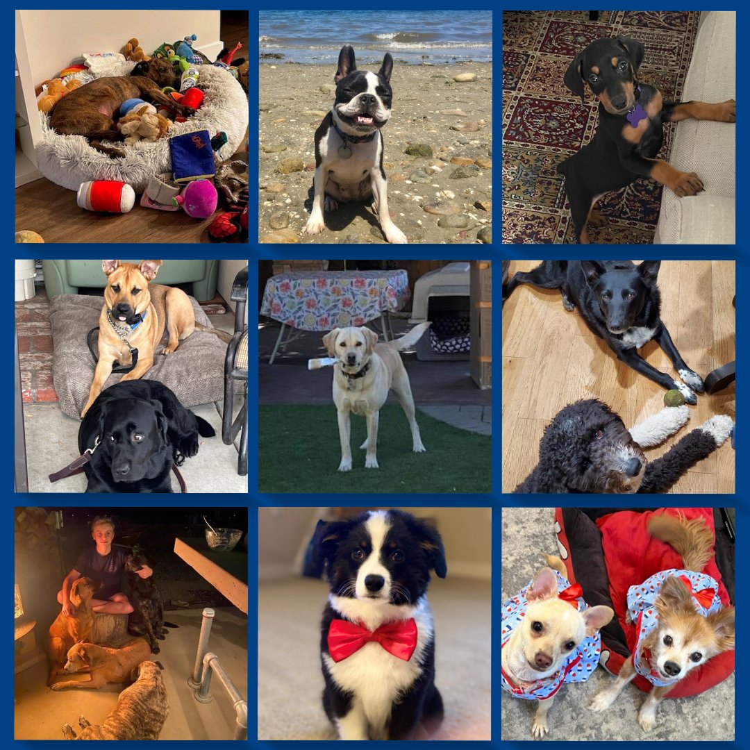 PinnerBuild's tweet photo. It’s “Love Your Pet Day”! To celebrate, the Pinner Construction team is showing off the love we have for our fur babies who make our days so much BRIGHTER. 
What is your pet’s name?! Tell us about your furry friends below! 
#loveyourpetday #pinnerpets #pinnerproud https://t.co/SF9KlhkEIg