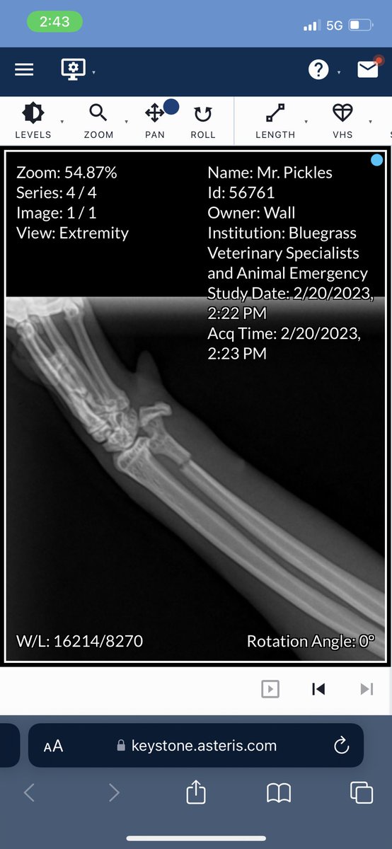 mwalllll's tweet photo. everyone keep mr pickles in your thoughts. my sweet man has a broken ulna 😞 my heart is broken seeing my boy in so much pain https://t.co/db0X3x1MO5