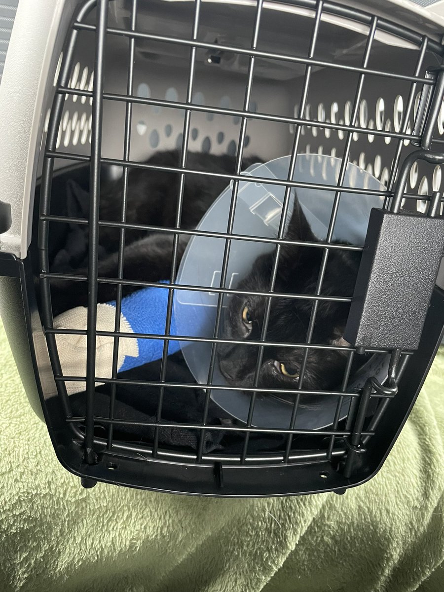 mwalllll's tweet photo. everyone keep mr pickles in your thoughts. my sweet man has a broken ulna 😞 my heart is broken seeing my boy in so much pain https://t.co/db0X3x1MO5