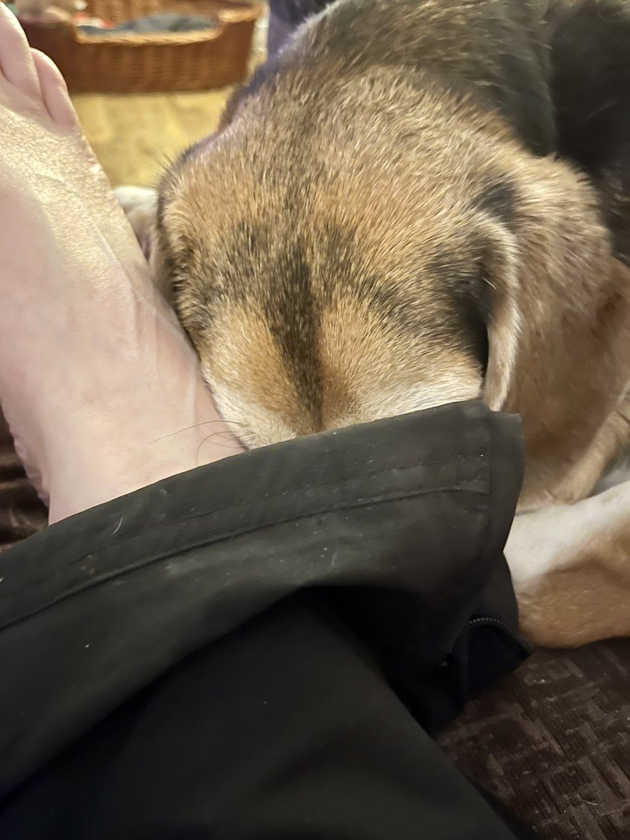 Apawrently Momma finks dis is funny…all Iz see is mees asleep wiv mees face tucked into her trousers  😴🤣