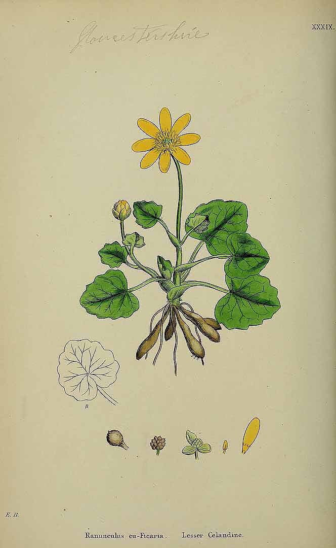 One of the first woodland flowers of the year, the Lesser Celandine, Ficaria verna is an important nectar source for queen bumblebees emerging from hibernation. Other names Brighteye, Smallwort, Figwort and Pilewort. The latter as it was believed to be a remedy for haemorrhoids!