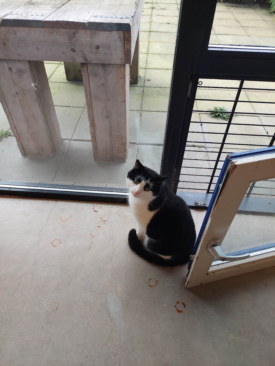 Dierenstee's tweet photo. Meneer Kat kon, net als kater Tony die enkele weken al verhuisde, terecht bij @dierenthuis en daar zijn we heel blij mee! https://t.co/l1WNPQ775G