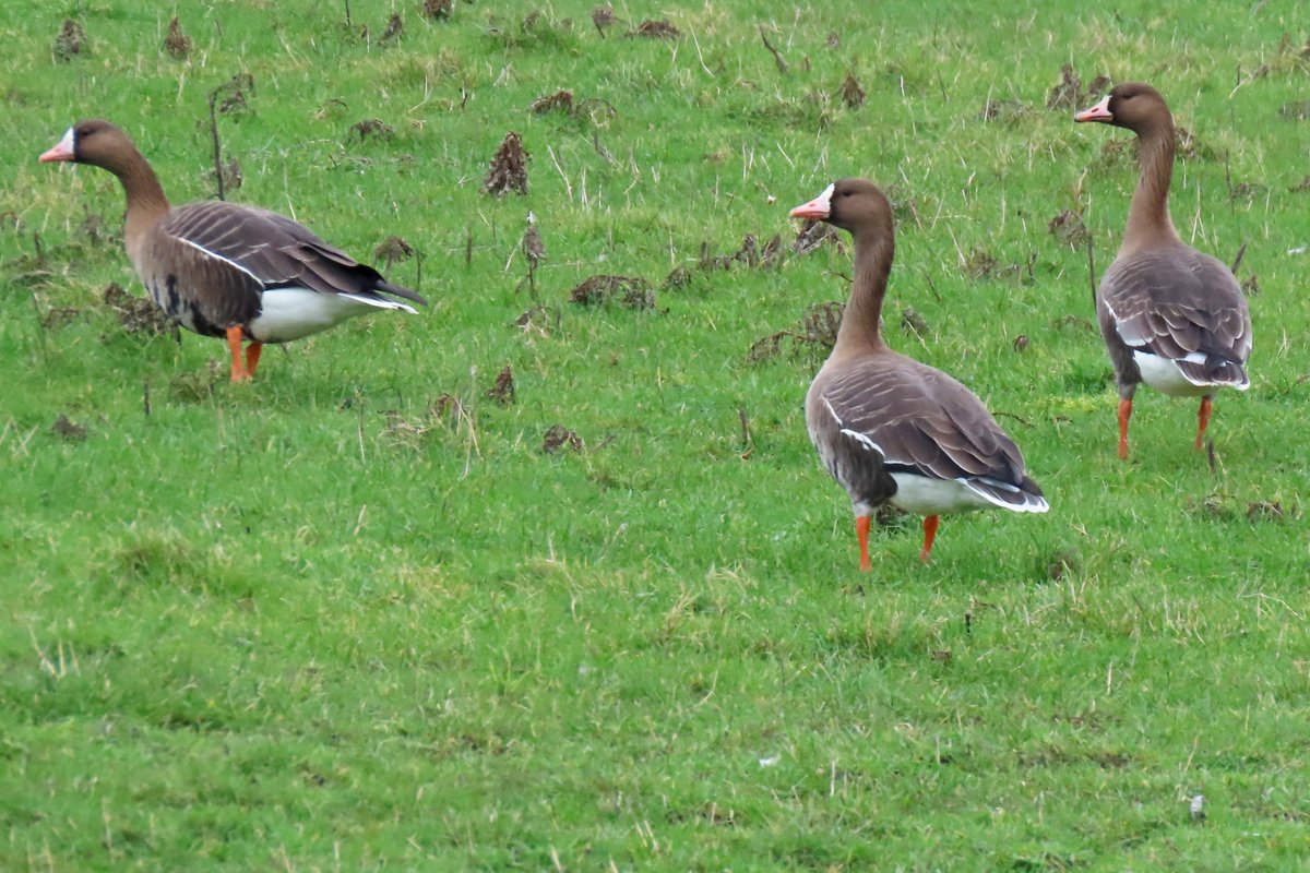 Vogels6's tweet photo. #BirdsSeenin2023
#KOLGANZEN
Gezien 24-01-2023 in Zeeland op Walcheren in de Sint Laurense Weihoek (Westelijk van Middelburg)
@vogelnieuws @waarneming @sovon @VroegeVogels @Britnatureguide @provzeeland
#anseralbifrons #greaterwhitefrontedgoose #blassgans #kolgans https://t.co/WHEE5S1nXe