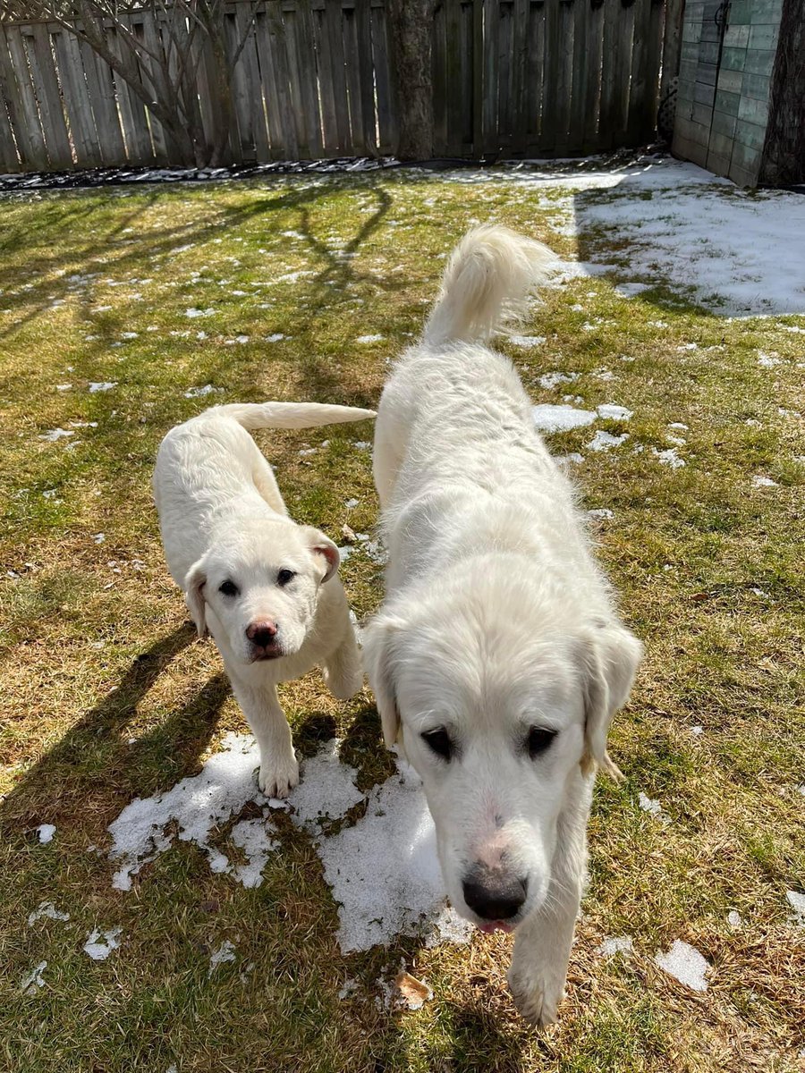 ***LOST DOGS***COURTESTY POST***

These two goldens were found on Highway 12 north of Reach Street in Port Perry. If these dogs are yours, please call Team Chelsea at 905-666-4676. Proof of ownership will be required.

ORIGINAL LINK: facebook.com/groups/1651233…