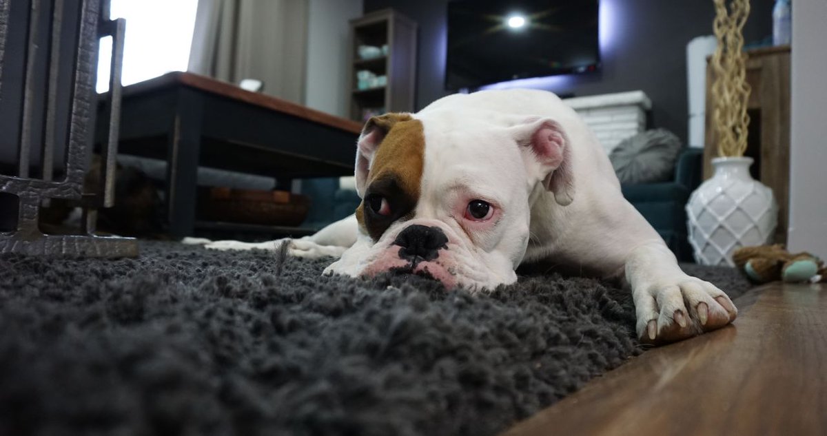 In the market for a new home? Be sure it also caters to Fido or Luna. We've dug into the details to find the latest pet friendly design trends that are puuuuurfect for you and your fur babies' forever home. #PetLove