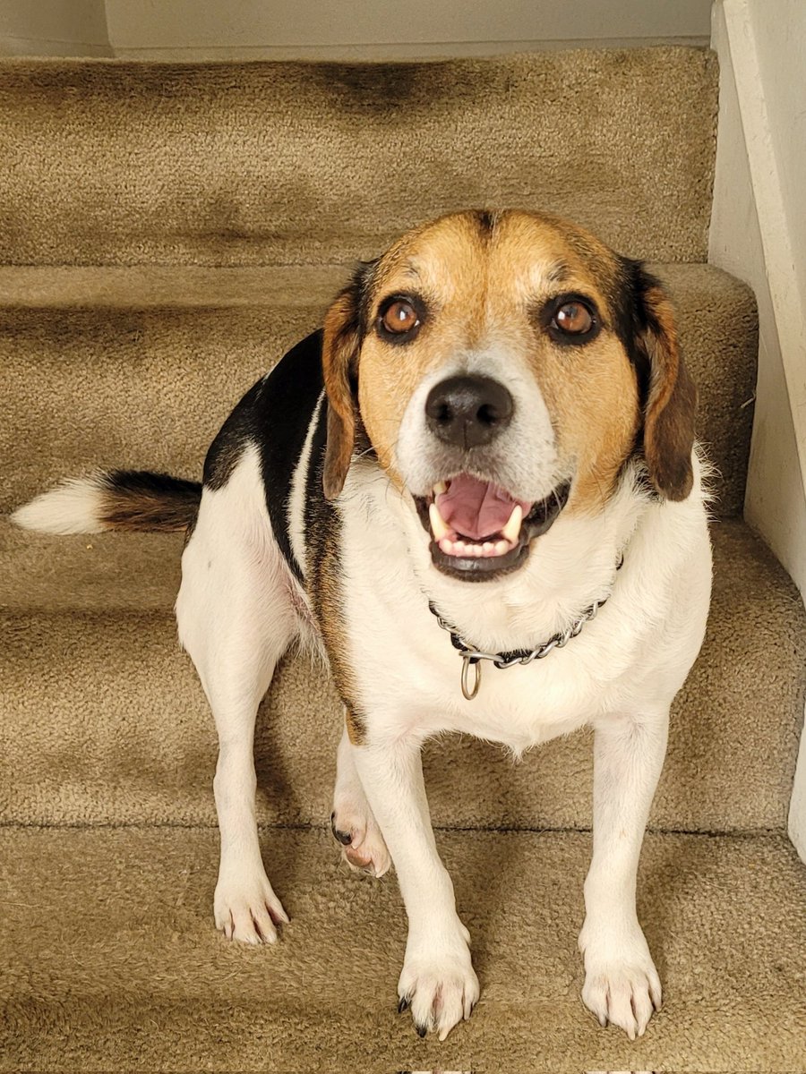 ChrisHowardStL's tweet photo. @KMOV Bucky, a pound puppy from the St. Louis County Animal shelter. Best dog ever, just a total love dog. https://t.co/tE4dOxwAX4