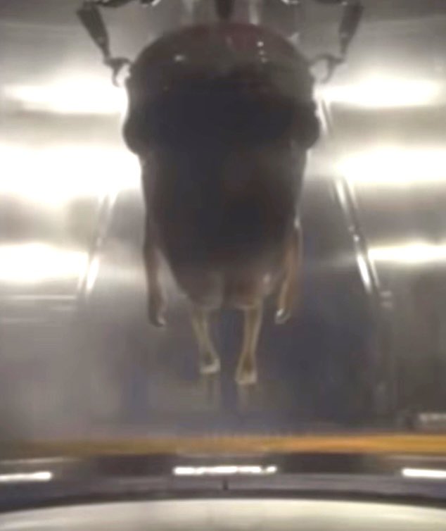 inserted_text's tweet image. #modock