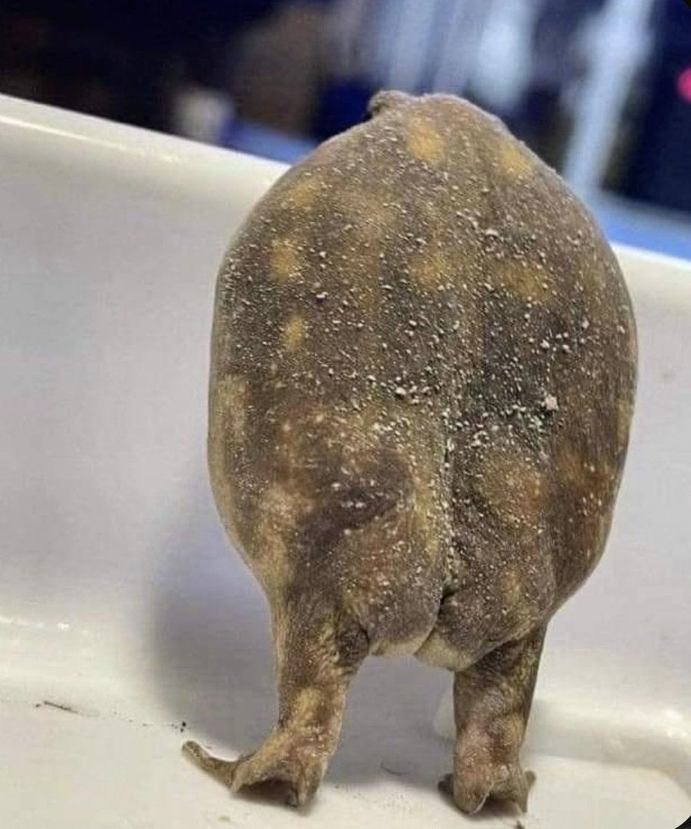 inserted_text's tweet image. #modock