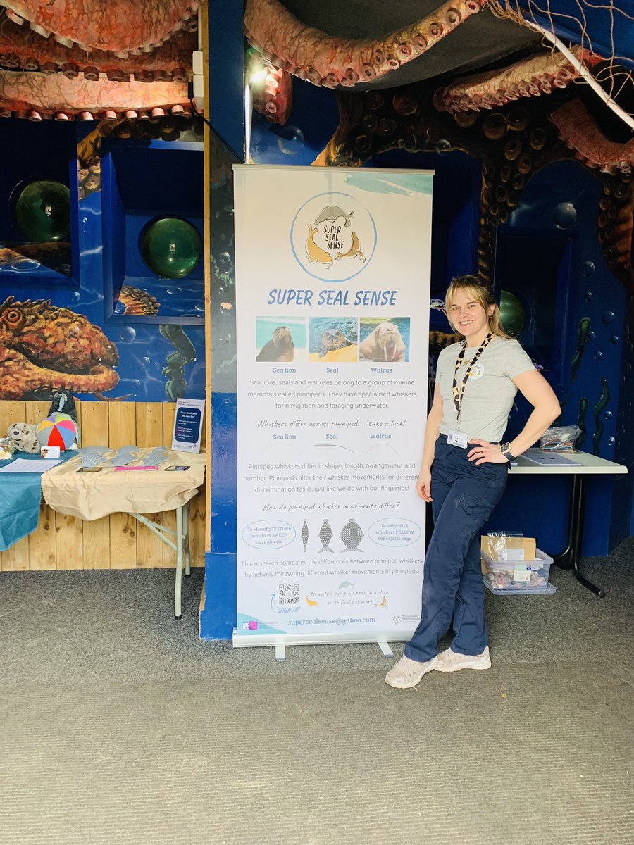 🦭💙 WHISKER WEEKEND 💙🦭 #supersealsense #bbsrc #weareukri #rhylseaquarium #manchestermet #pinnipeds #seal #womaninscience #animalbehavior #whiskers #sensorybiology #science #training #animaltrainer #animaltraining #marinebiology #marinemammaltrainer #marinemammals