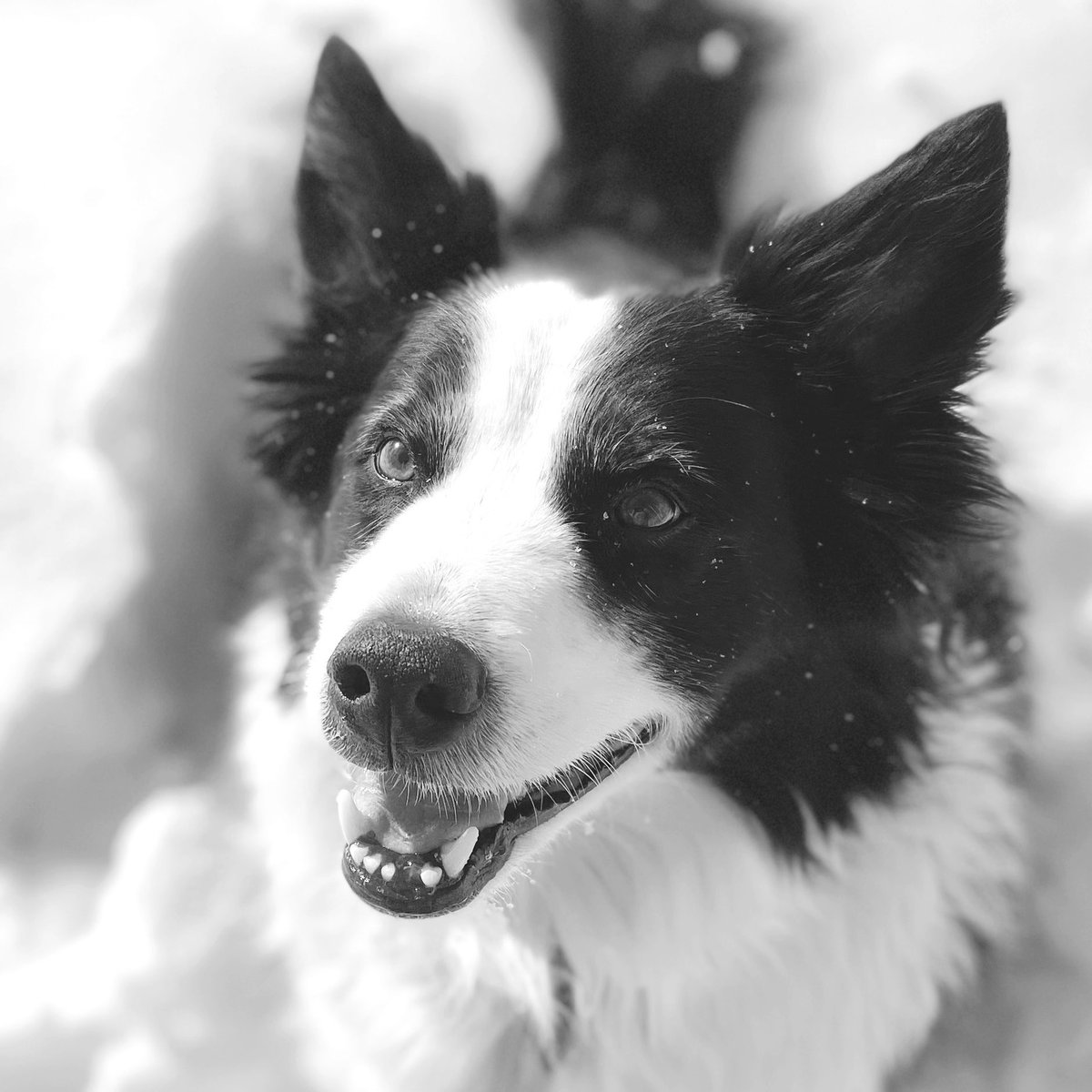 marykkeown's tweet photo. Apparently it’s national #LoveYourPetDay. I don’t have a pet, but I’m super in ❤️ with this handsome fella. Dakota the #BorderCollie is always up for #adventure and is the best #WingDog a gal could ask for 🥰🐕🐶 Plus, he’s pretty easy on the eyes… 😍 https://t.co/HMCMozYfwe