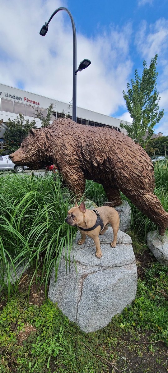 brendanpgraber's tweet photo. Dad...?😊😉🥰 #Sam #beardog https://t.co/SRjC4oMHcD
