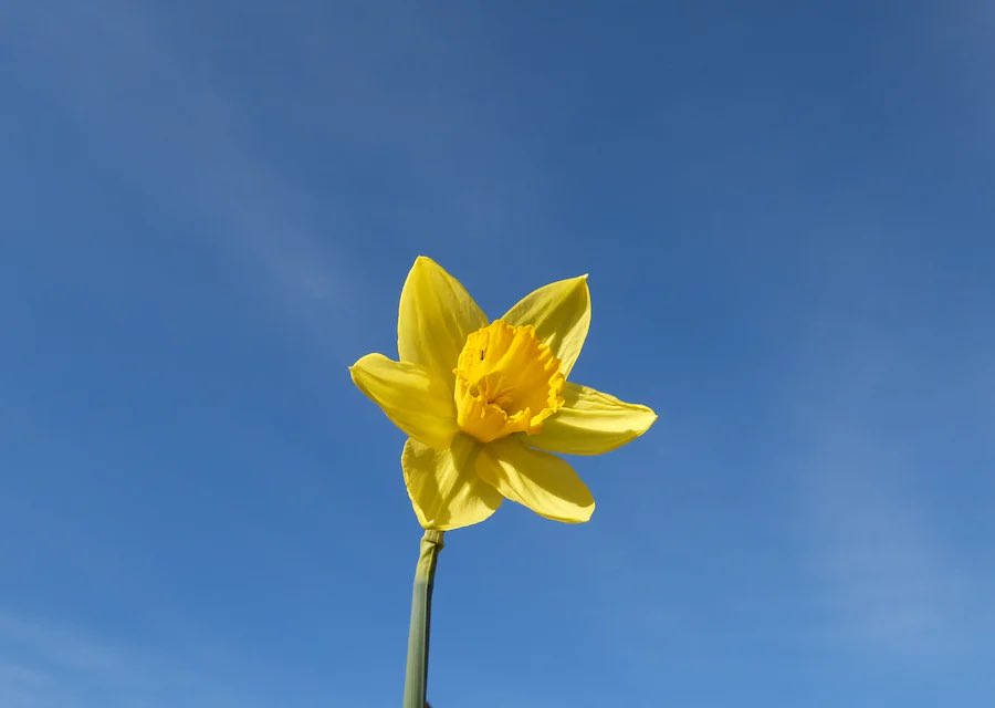 LindaBerman4's tweet photo. When one flower blooms spring awakens everywhere.
John O'Donohue
#oneflower #spring #awakens https://t.co/QKZ99AiuZh