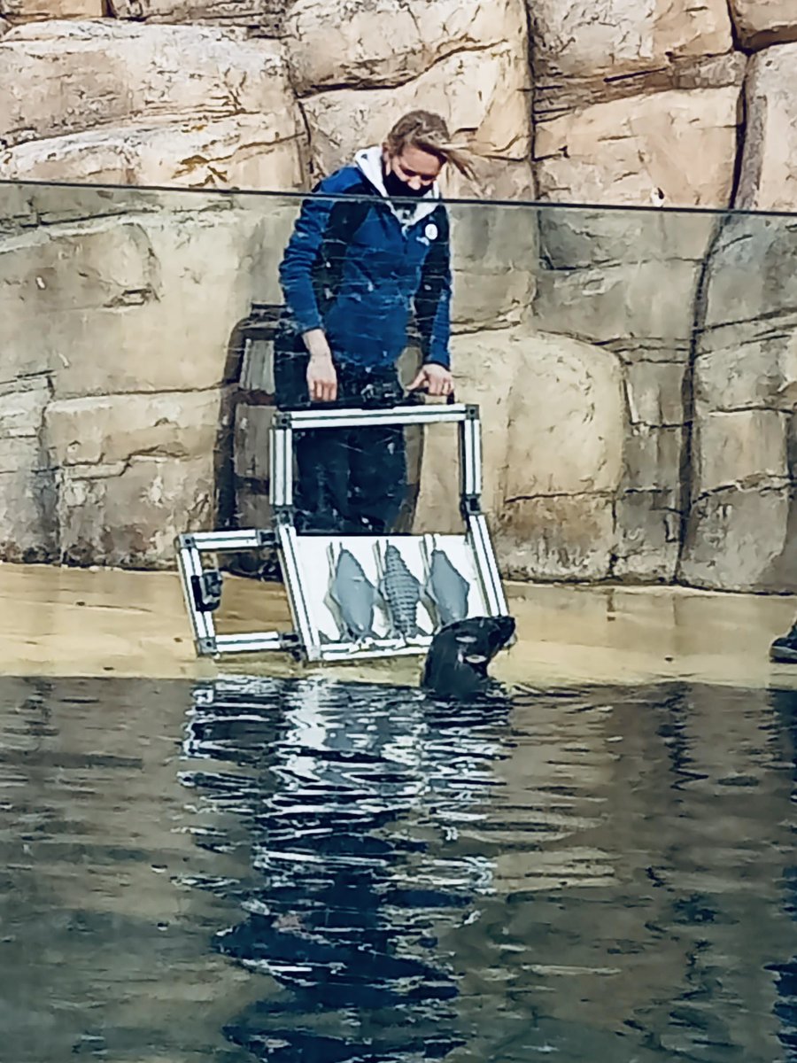 Do you know you can come to see live scientific research being done every day at Seaquarium Rhyl… Seal dependant of course 🦭😅 #supersealsense #bbsrc #weareukri #manchestermet #pinnipeds #seal #womaninscience #animalbehavior #whiskers #sensorybiology #training #rhylseaquarium