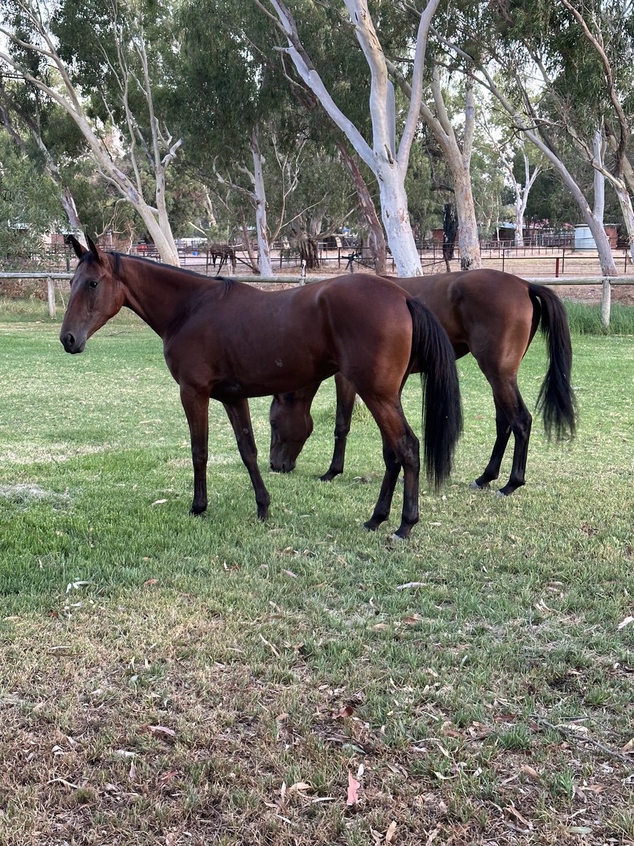 KatWarwick2's tweet photo. 2yr old girls having an early morning pick before their sales classic heats. World Secret and Rock Star Material. https://t.co/lqp4HJRvrT