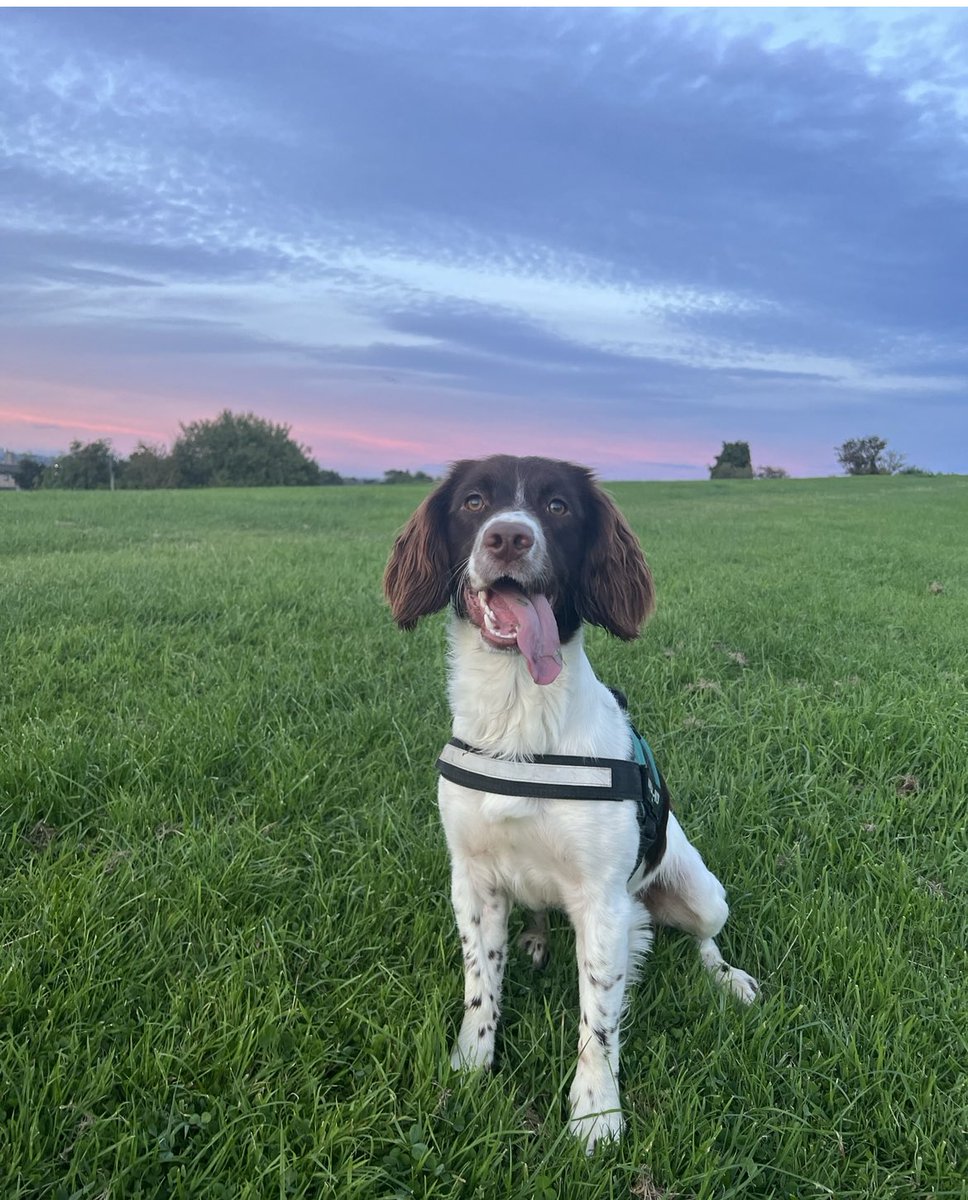 chelszeb's tweet photo. @OfficialPLT #PLTpetday handsome boy 💚 https://t.co/AQ924CCmEV