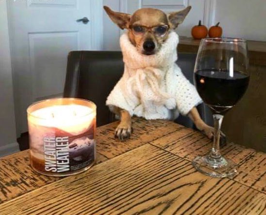 TheBachBabes's tweet image. Me getting ready for the evening with my candle and my little drinky drink, mildly pleased that I don’t hate this season yet

#TheBachelor