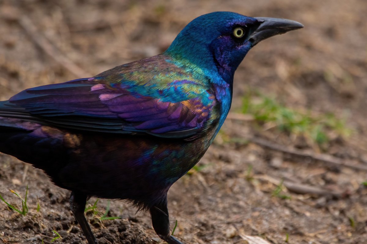 A common grackle with magnificent plumage @CentralPark_NYC . #birdcpp #BirdsSeenIn2023 #birdwatching #birding #BirdTwitter #urbanbirding @inaturalist #BirdsofNYC  @BirdCentralPark #BirdsOfTwitter #commongrackle #birdphotography #NewYorkCity