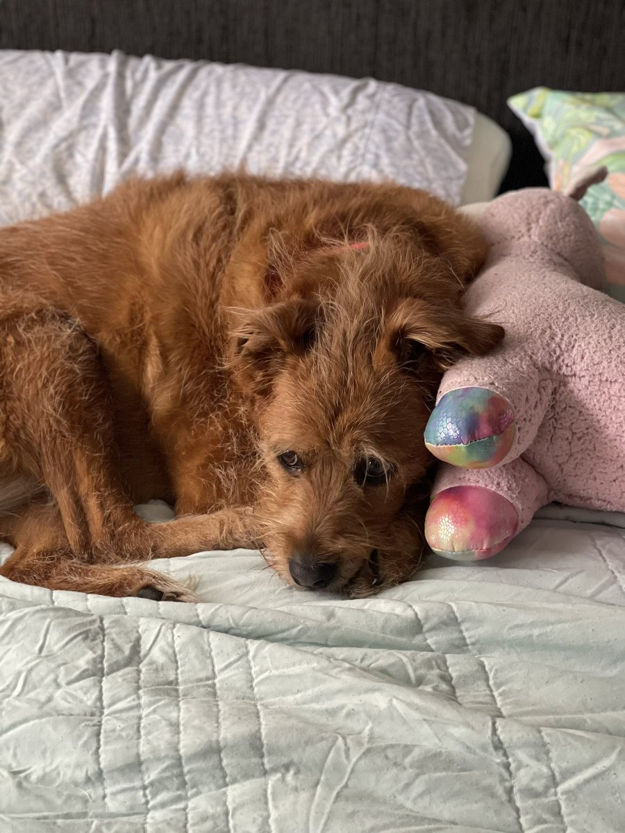 Lazy day in bed today. Soft rain. Dads at work. Mums going soon too. Had my breakfast, morning pawtrol complete - now is just me and mine pillow 🥰. #ZSHQ #DogsofTwittter #dogs