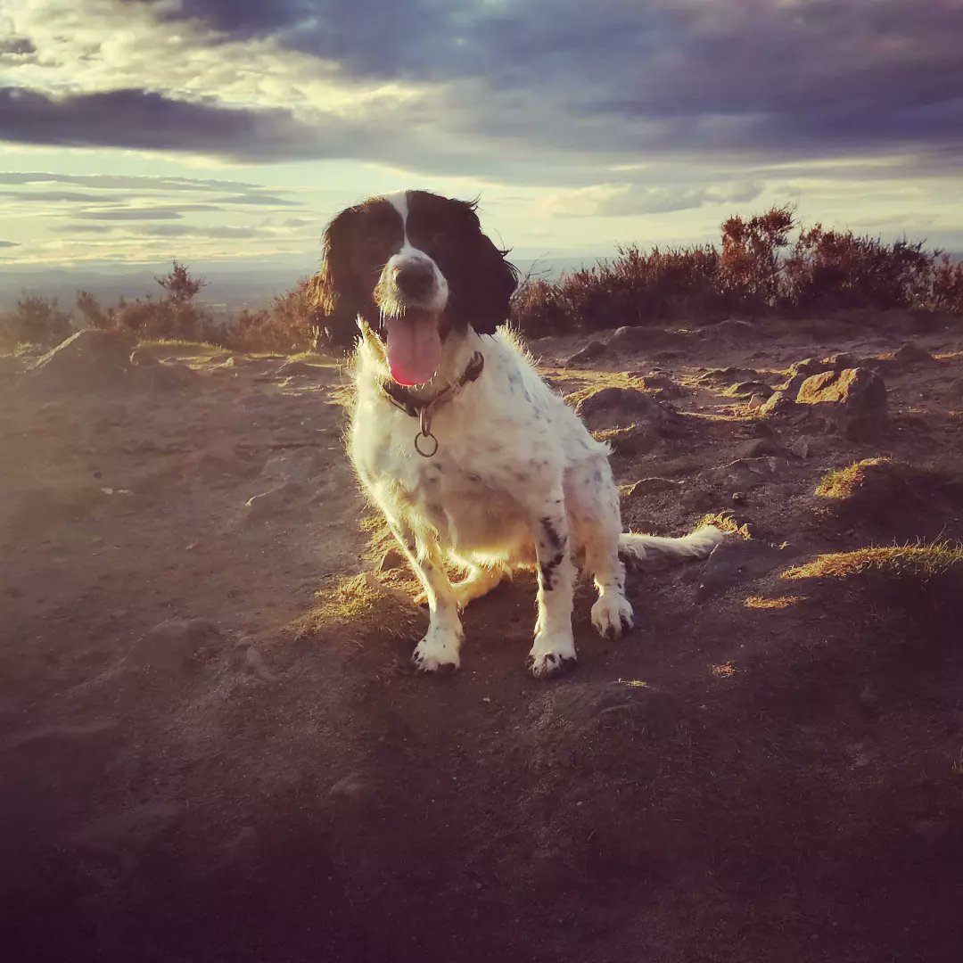 Beautiful sunset dog walk at #mowcop

instagram.com/p/Co5g-EiN5p_/…

#castle #nationaltrust #exercise #dogwalking