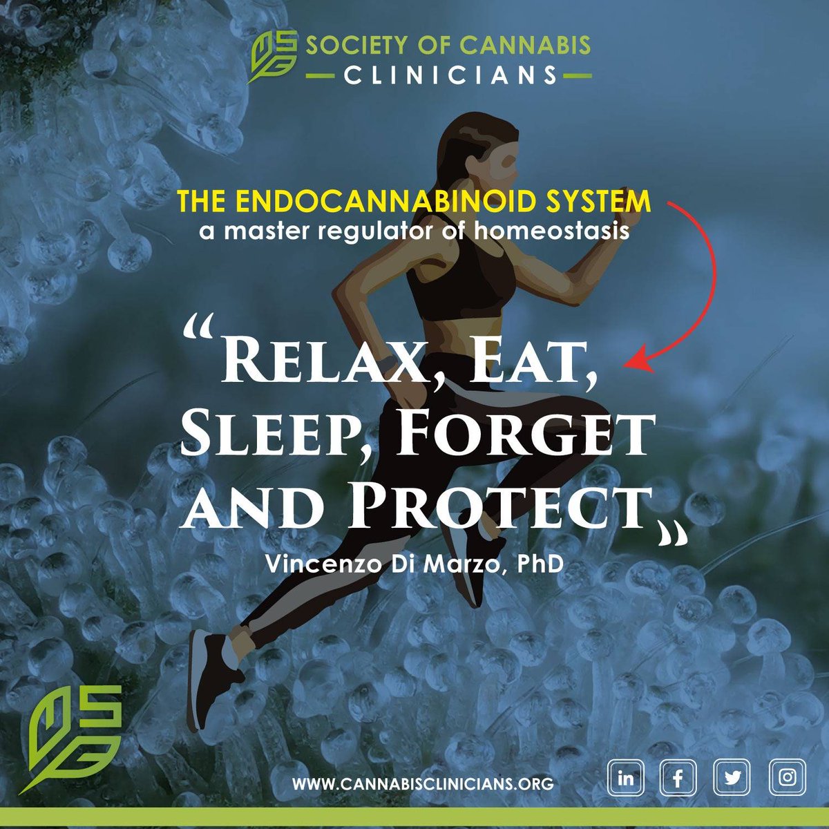 CannaClinicians's tweet photo. 🌿In an early paper on the endocannabinoid system, published in a 1998 Trends in Neuroscience paper, Prof. Vincenzo Di Marzo and colleagues wrote about many possible actions of endocannabinoids in the nervous system.

📄Trends Neurosci. 1998 Dec 21(12):521-8. https://t.co/eTsfiJYAZn