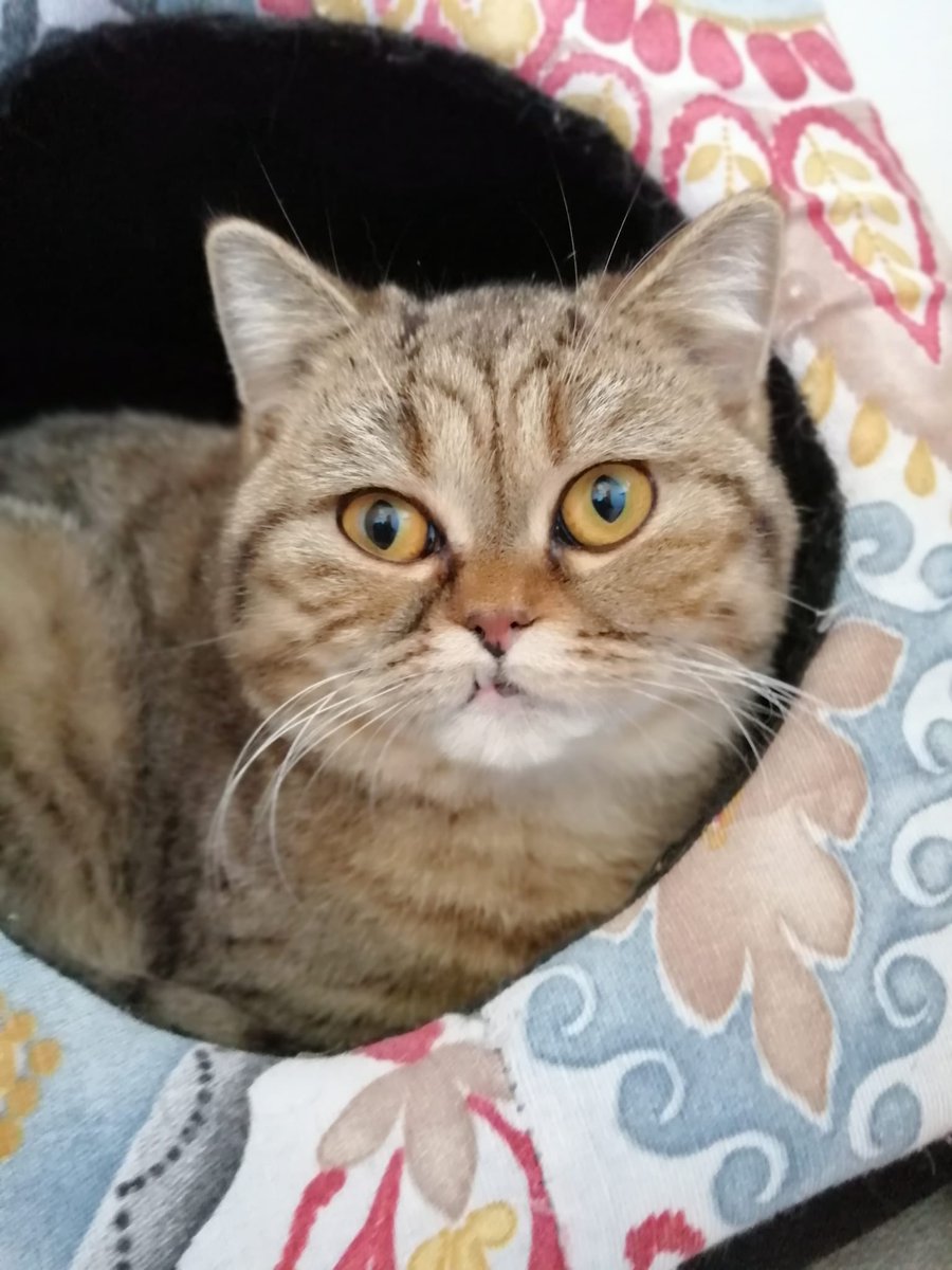Lluvia es una gatita super cariñosa y sociable de 10 meses que busca una segunda oportunidad ¿Quieres que forme parte de tu familia?😍 #adopta #madrid #Guadalajara #cats #kittens
