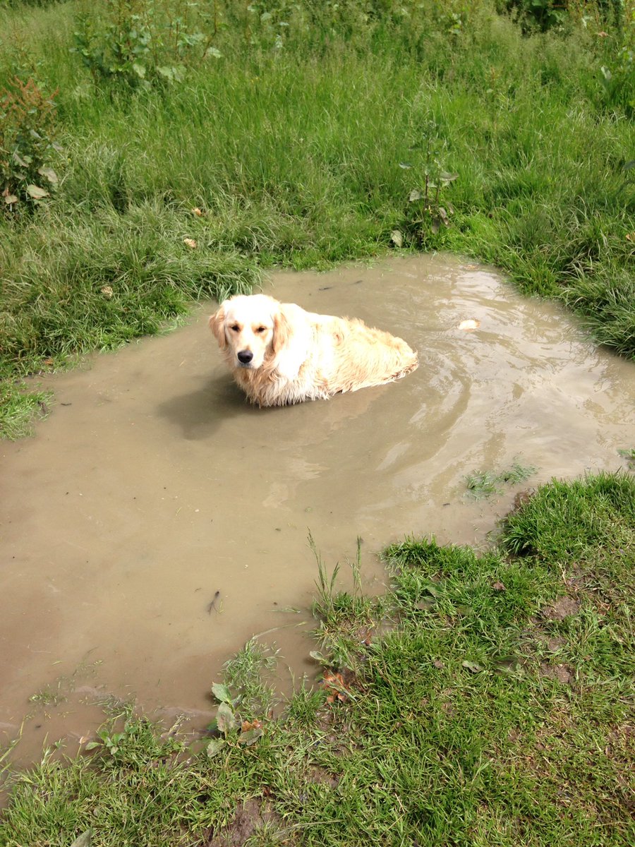 parrner's tweet photo. @JohnLewisRetail We love Alfie despite his aversion to staying clean⦠#JLPets https://t.co/A2bfQuS00n