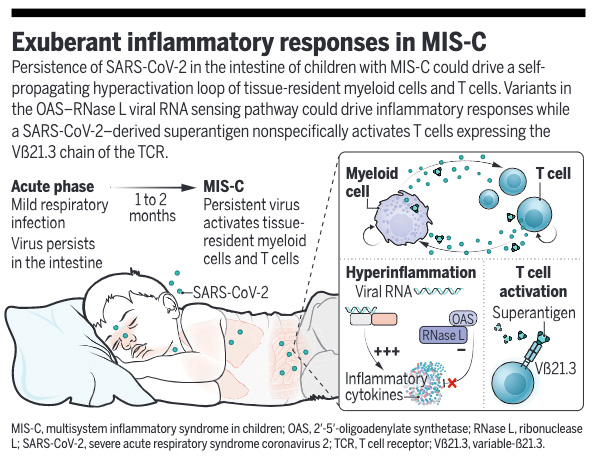 Innov_Medicine's tweet image. Persistence of #SARSCoV2 in the intestine of children with #MISC could drive a self-propagating hyperactivation loop of tissue-resident myeloid cells and T cells. @ScienceMagazine
Learn more: scim.ag/1BK