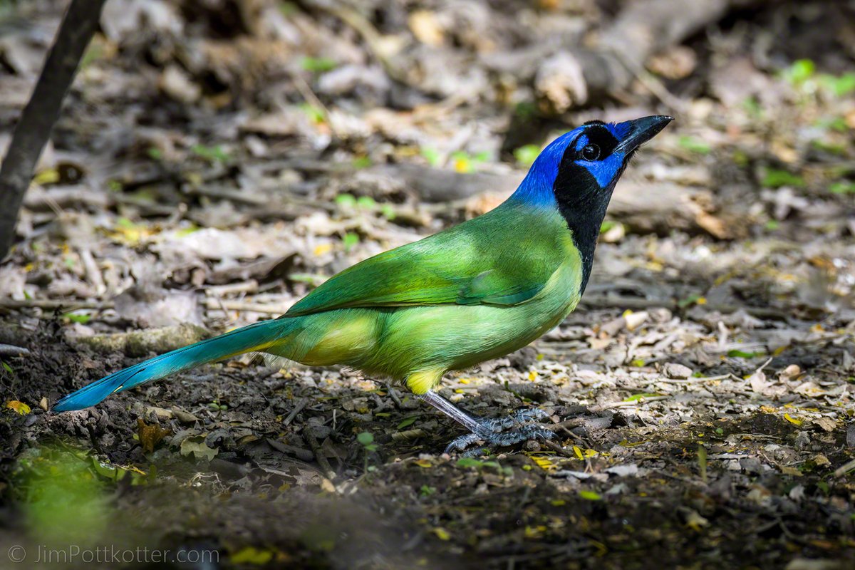 HappyPixr's tweet photo. The Green Jay is relatively easy to find in the Rio Grande Valley of South Texas and is a delight to see. They are noisy and smart like other corvids, foraging on anything they can catch. I captured this one through a narrow opening in the shrubs just before it took off. #birds https://t.co/CO0eOs7mJS