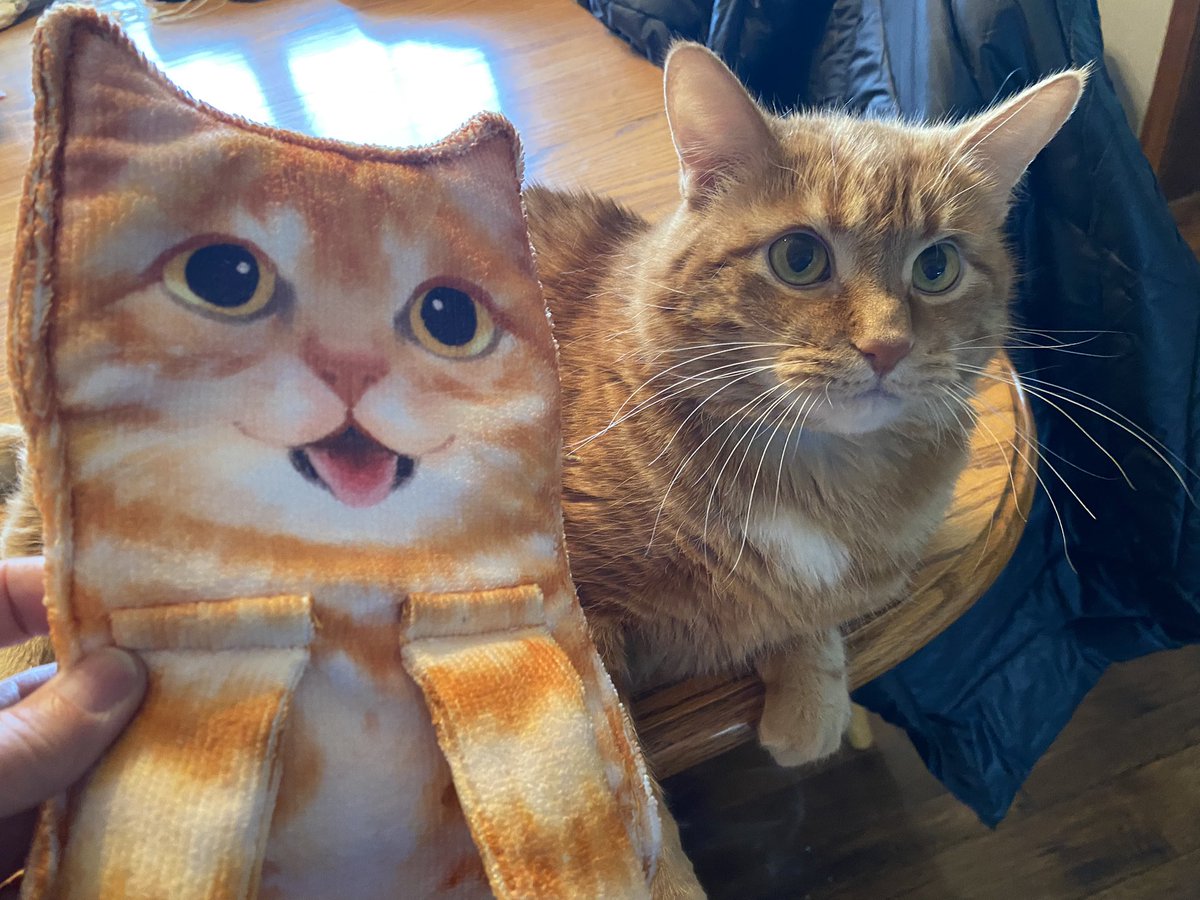 turquoisetangle's tweet photo. @KirkMcCall68 This cat-shaped hand towel arrived on Saturday. 😂😹🧡 A few days before, on Wednesday, my friend @Care_eMail messaged me the link. I replied "I may order it ..." [I did order it!] On Saturday I opened the package &amp; laughed! Panzer bit the cat towel! I laugh every time! #MicroJoy https://t.co/8WqhCVgFYb