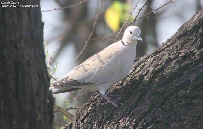 a_london_pigeon's tweet photo. 📷 🐾 Anish Saxena🐾 @Natureasitis
Eurasian Collared Dove (Streptopelia decaocto); Keoladeo National Park, Bharatpur #Rajasthan #India
Retweeted from #September2017 https://t.co/O9wBru9YZb