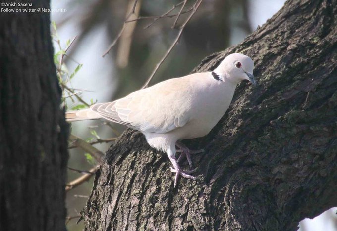 a_london_pigeon's tweet photo. 📷 🐾 Anish Saxena🐾 @Natureasitis
Eurasian Collared Dove (Streptopelia decaocto); Keoladeo National Park, Bharatpur #Rajasthan #India
Retweeted from #September2017 https://t.co/O9wBru9YZb