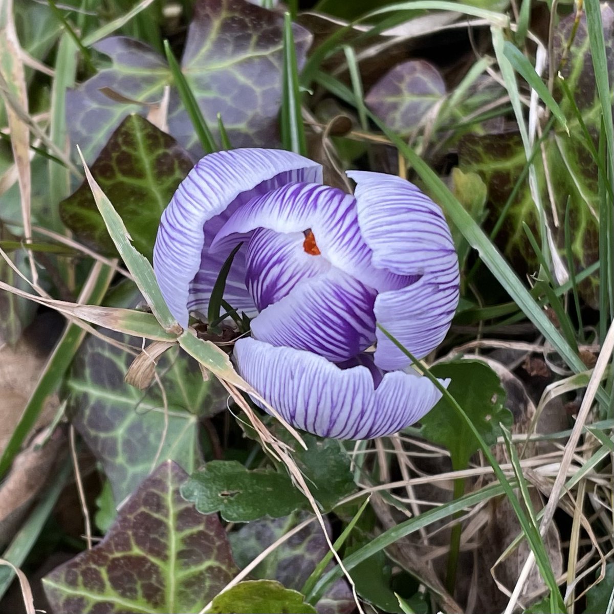 Dr Anna Seabourne (@lucubrat) on Twitter photo Joined <a href="/MoveImperial/">Move Imperial</a>’s Big Step Challenge and took just over 14k steps on day 1. Paused for this beauty. Joined <a href="/MoveImperial/">Move Imperial</a>’s Big Step Challenge and took just over 14k steps on day 1. Paused for this beauty.